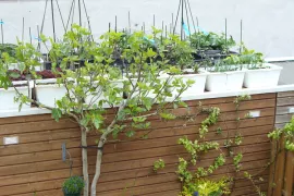 Urban tuinieren op het dak