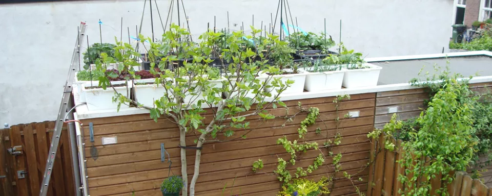 Afbeelding Urban tuinieren op het dak