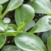 De nazomermoestuin