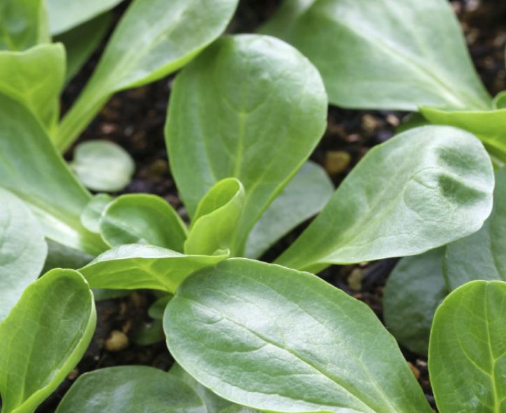 De nazomermoestuin