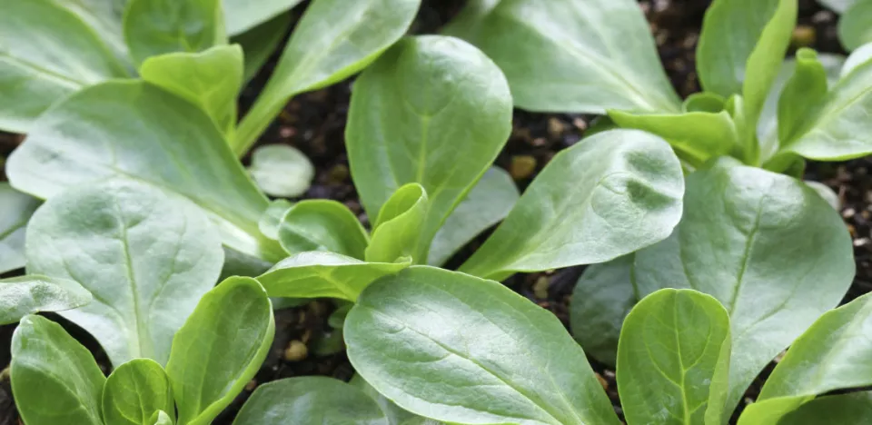 Afbeelding Nazomermoestuin: wat kun je nog zaaien in september?