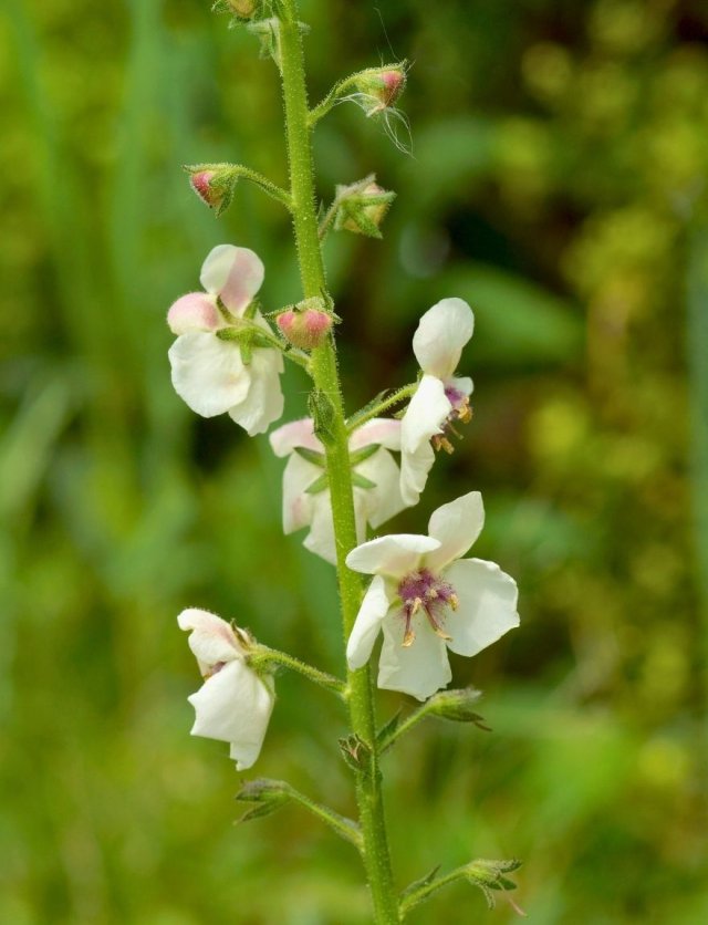 Zaai nu verbascum, krijg volgend jaar bloemen als kandelaars
