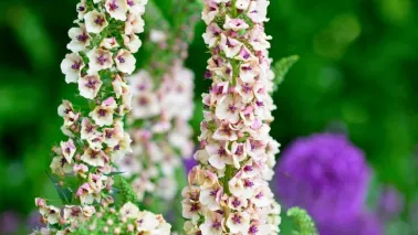 Zaai nu verbascum, krijg volgend jaar bloemen als kandelaars