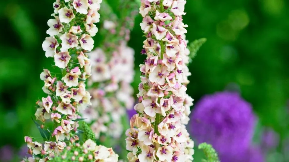 Afbeelding Zaai nu verbascum, krijg volgend jaar bloemen als kandelaars