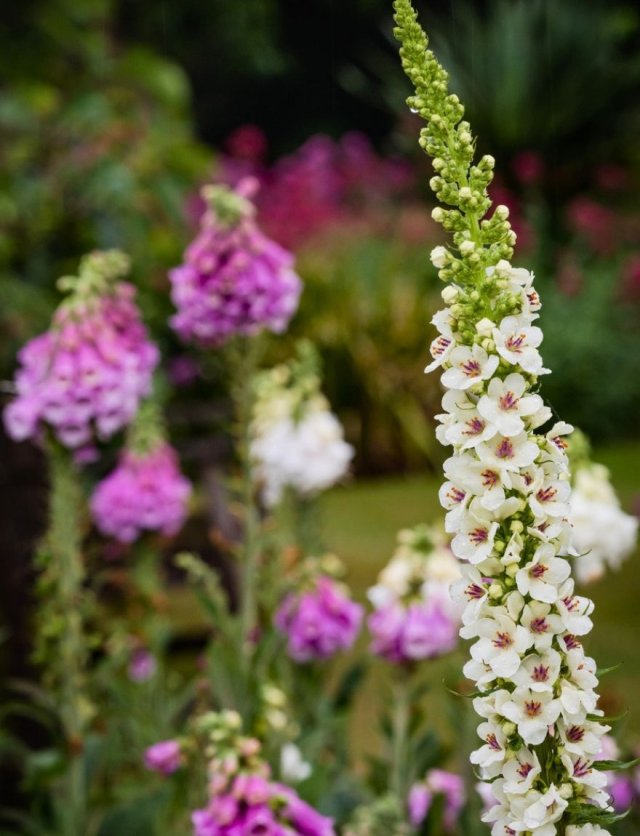 Zaai nu verbascum, krijg volgend jaar bloemen als kandelaars