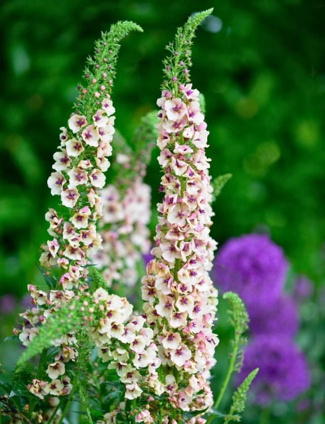 Zaai nu verbascum, krijg volgend jaar bloemen als kandelaars