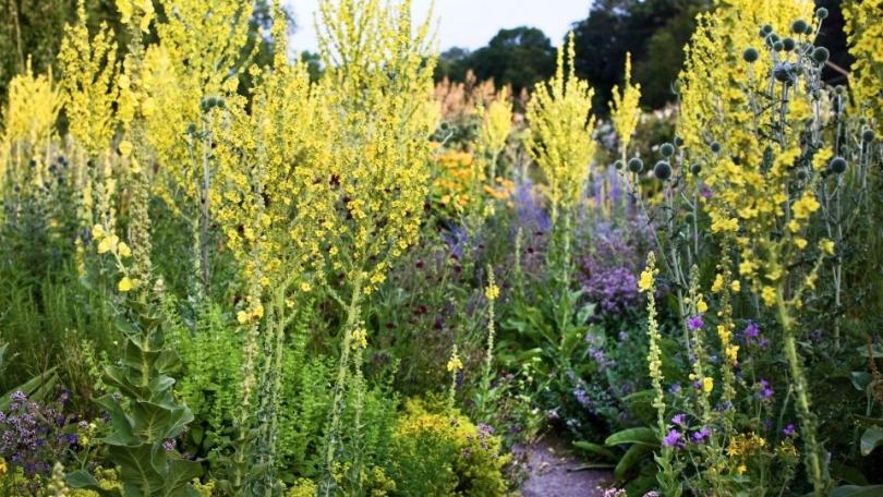 Zaai nu verbascum, krijg volgend jaar bloemen als kandelaars
