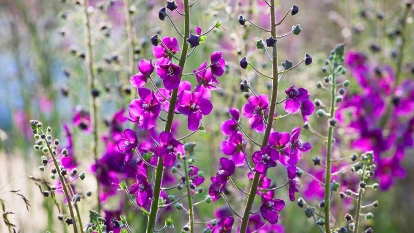 Zaai nu verbascum, krijg volgend jaar bloemen als kandelaars
