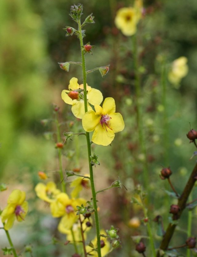 Zaai nu verbascum, krijg volgend jaar bloemen als kandelaars