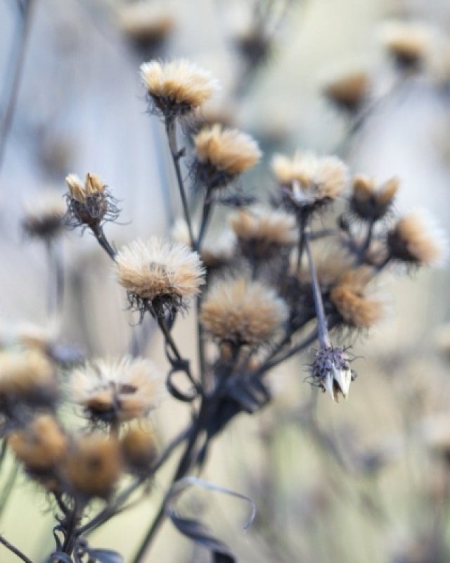 De beste planten met mooie wintersilhouetten