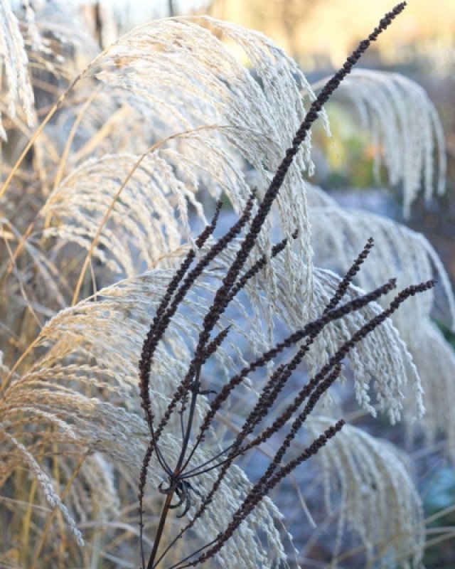 De beste planten met mooie wintersilhouetten