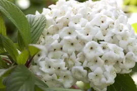 Viburnum x burkwoodii