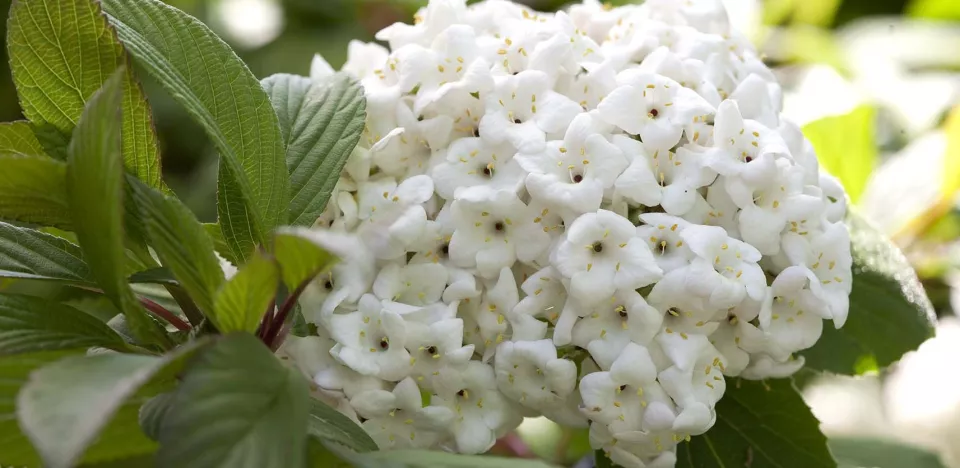 Afbeelding Viburnum x burkwoodii