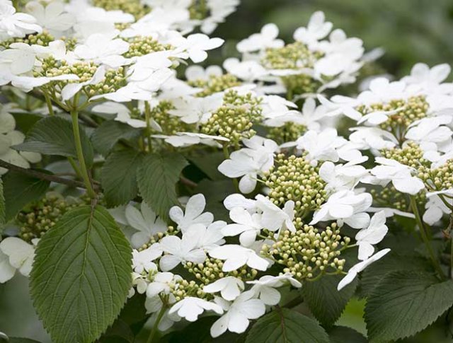 10 rijkbloeiende struiken die je tuin structuur geven