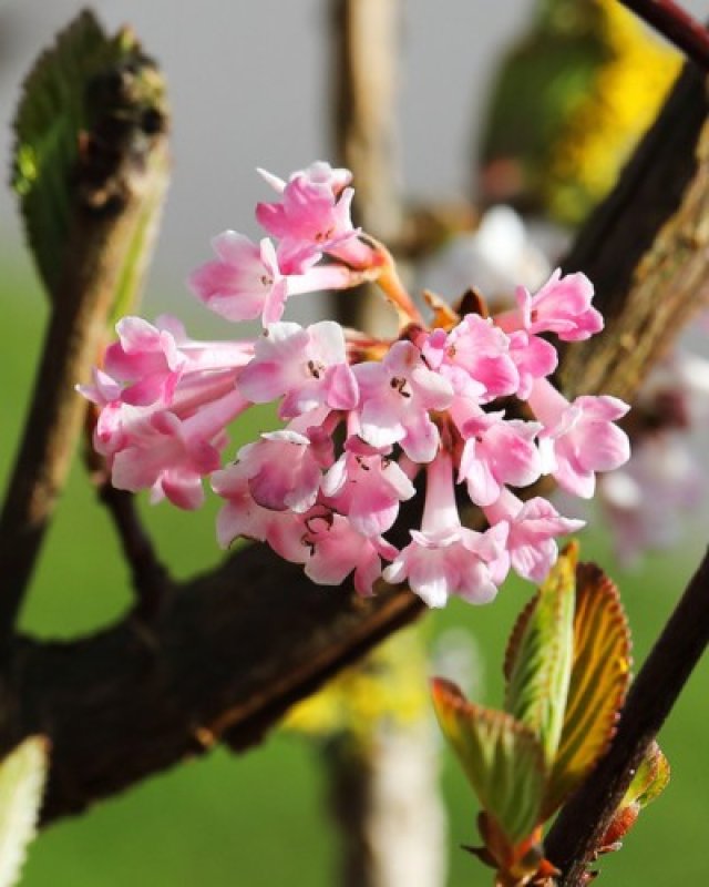 De beste solitaire struiken