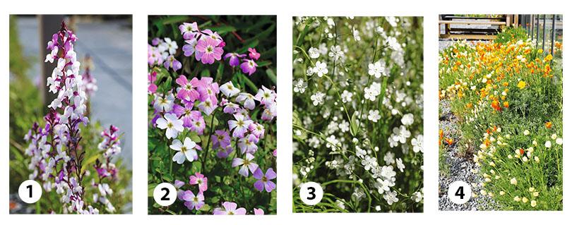 Zaad bestellen van vroege eenjarigen