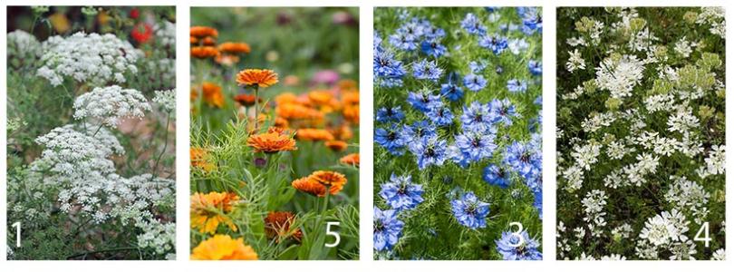 Zaad bestellen van winterharde eenjarigen