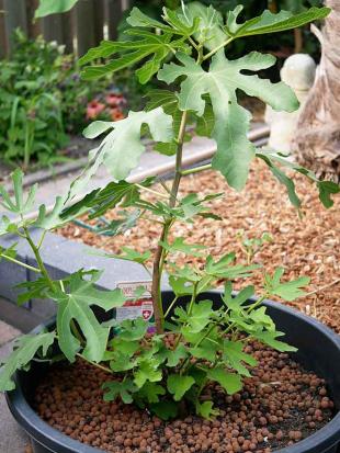 Vijg kweken in een pot