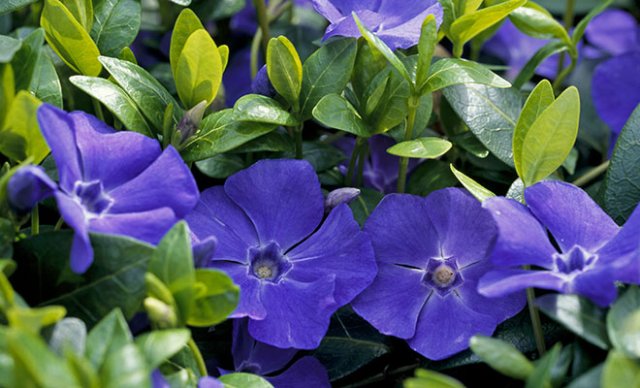 De 10 beste bodembedekkers