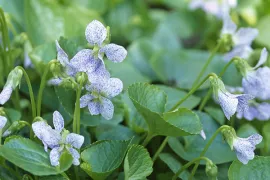 Viola sororia ‘Freckles’