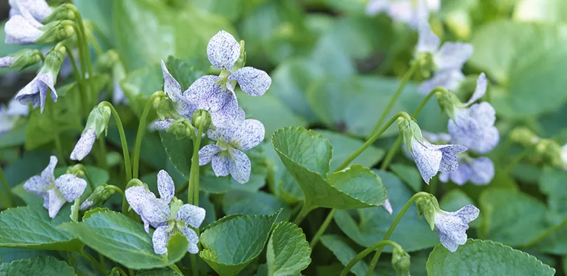 Viola sororia ‘Freckles’