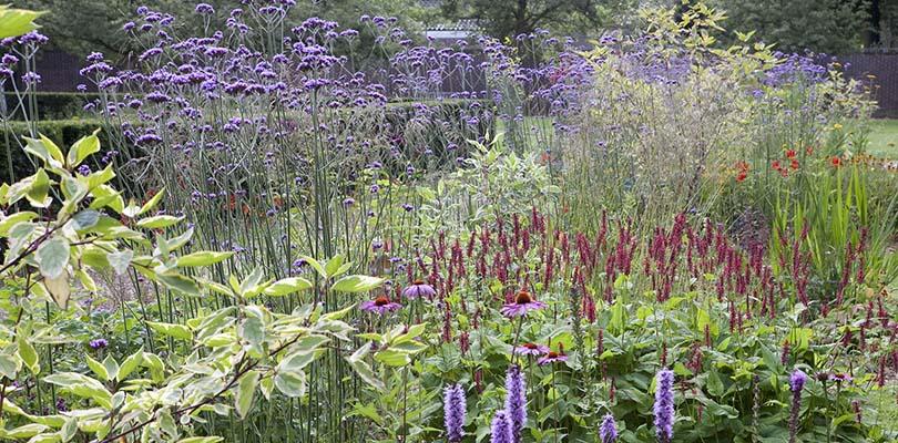 Planten voor een levende tuin