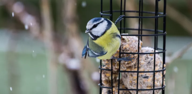 Vogels voeren en nestkastje schoonmaken