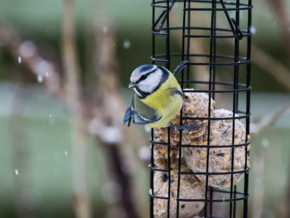 Afbeelding Vogels voeren en nestkastje schoonmaken