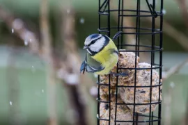Vogels voeren en nestkastje schoonmaken