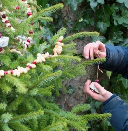 Tweede leven voor de kerstboom