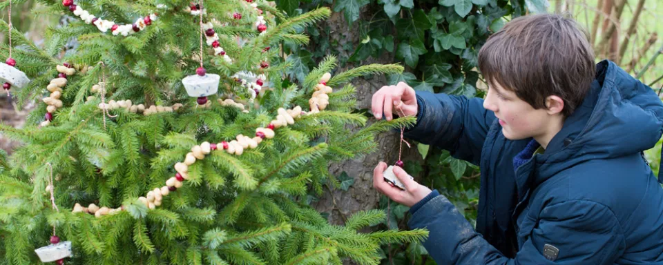 Afbeelding Tweede leven voor de kerstboom: Snoepboom voor vogels