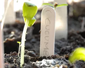 Voorzaaien van planten (in pot) (video)