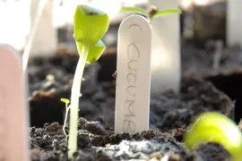 Voorzaaien van planten (in pot) (video)