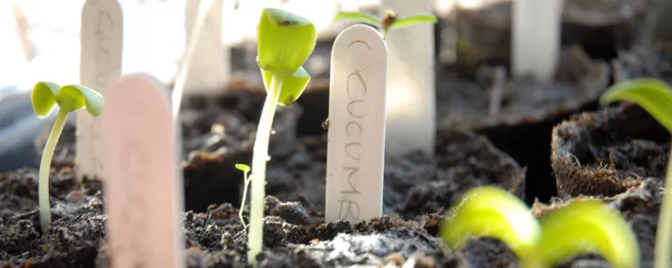 Afbeelding Voorzaaien van planten (in pot) (video)