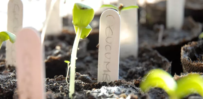 Voorzaaien van planten (in pot) (video)