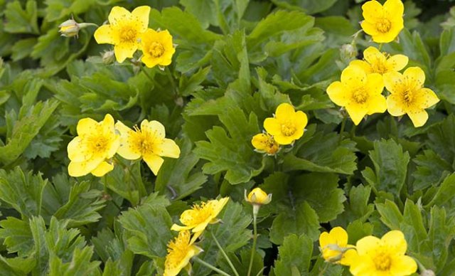 De 10 beste bodembedekkers