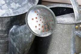 Water geven en mulchen (video)