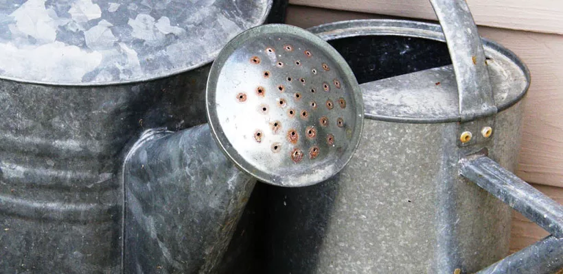 Water geven en mulchen (video)
