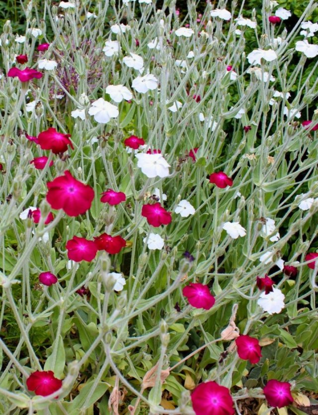 Zo maak je een natuurlijke tuin: 4 bloemen die je niet hoeft te temmen