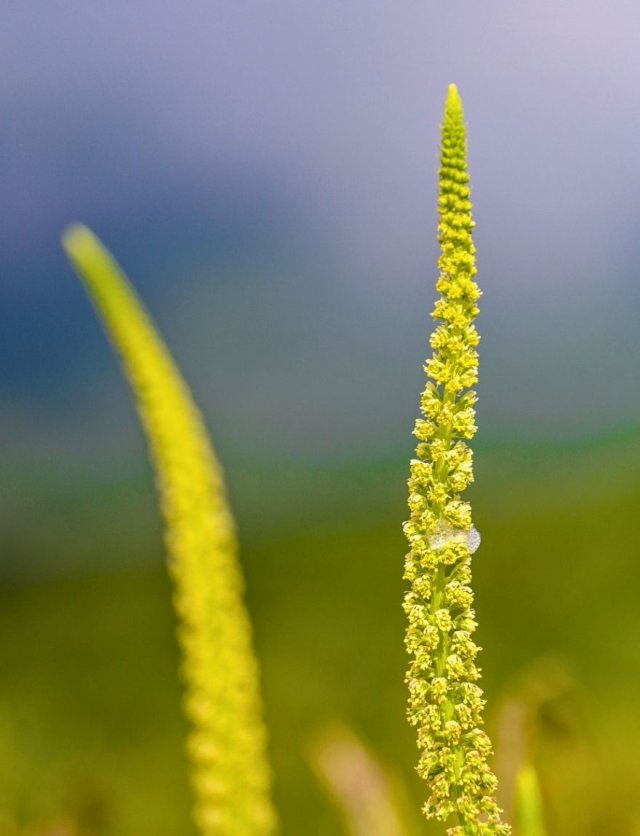 Zo maak je een natuurlijke tuin: 4 bloemen die je niet hoeft te temmen