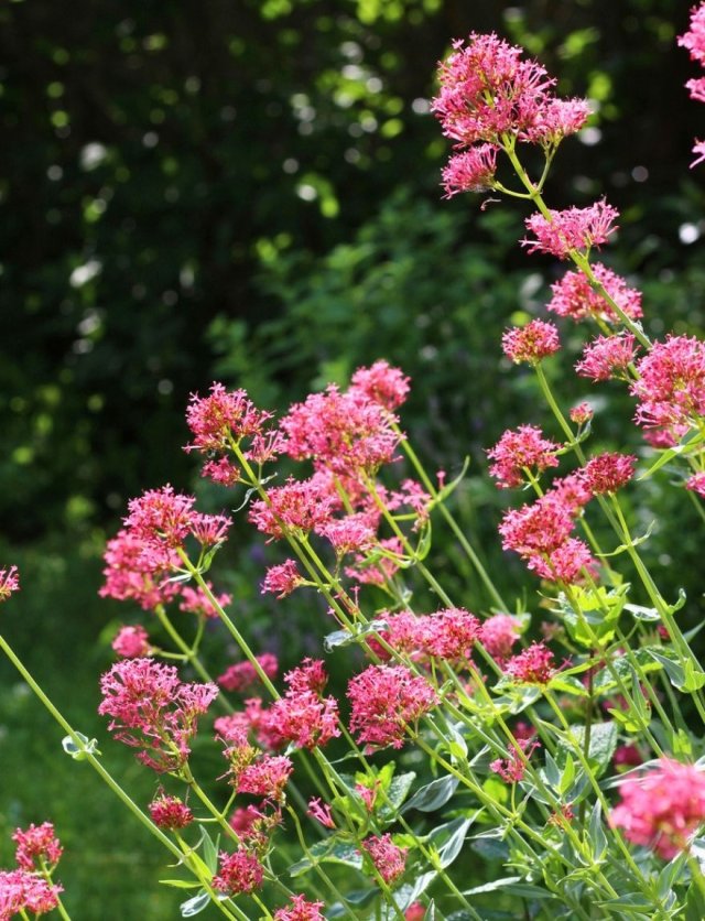 Zo maak je een natuurlijke tuin: 4 bloemen die je niet hoeft te temmen