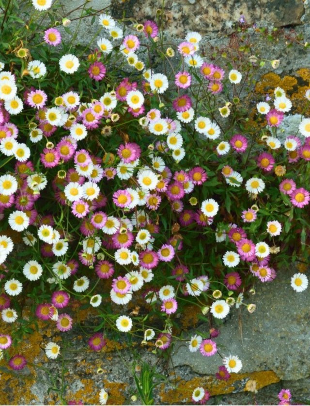 Maak van je boomspiegel of stoepje een bloemenperkje: 5 plantentips