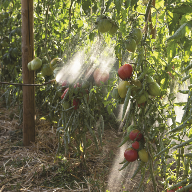 Ecologisch tuinieren in juli en augustus