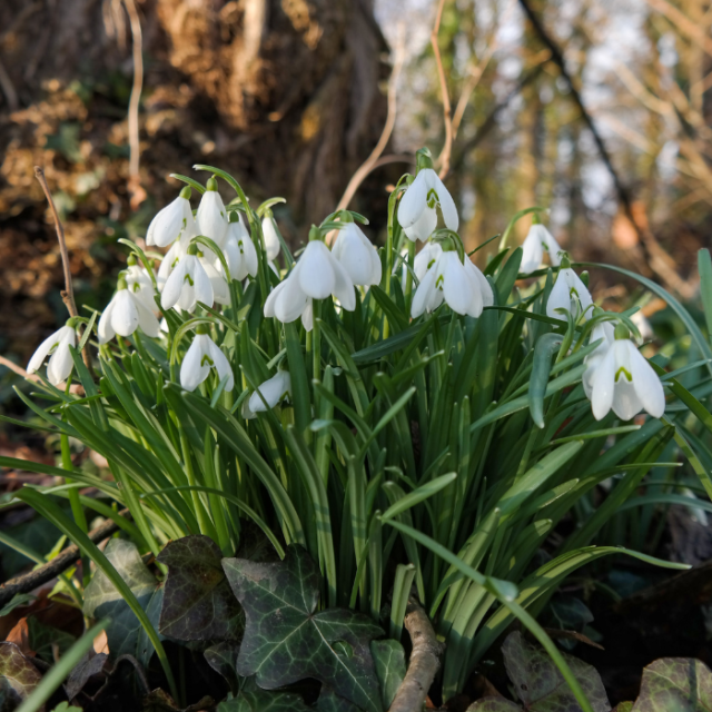 Ecologisch tuinieren in maart