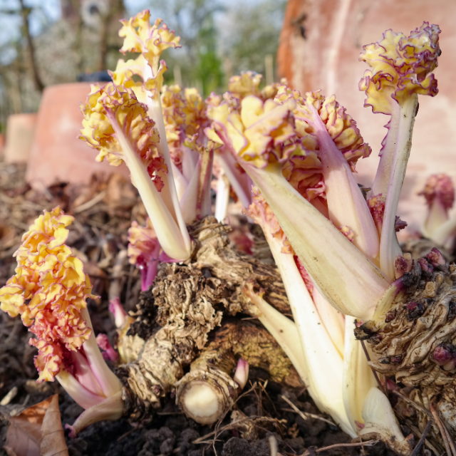 Ecologisch tuinieren in maart