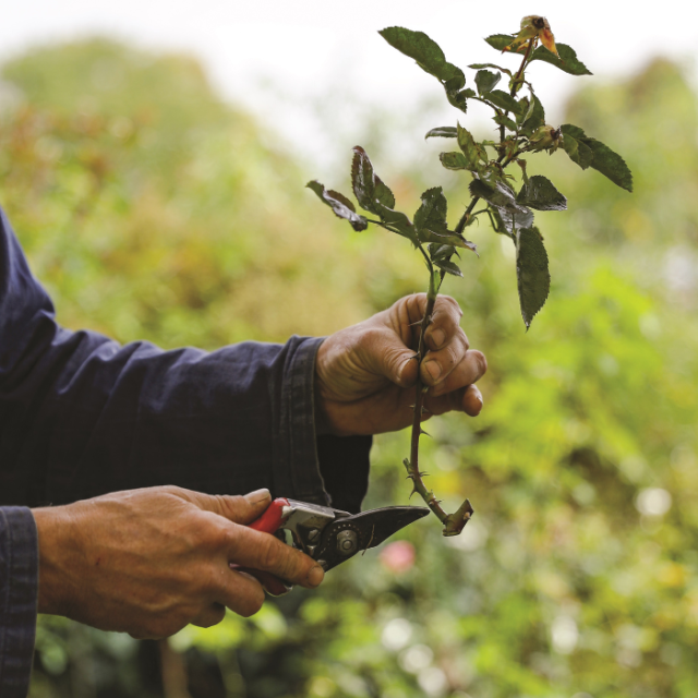 Ecologisch tuinieren in oktober