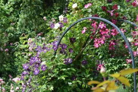 De beste kleurige klimmers