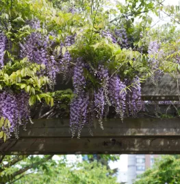 De beste weelderige wisteria’s