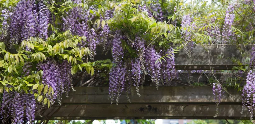 De beste weelderige wisteria’s