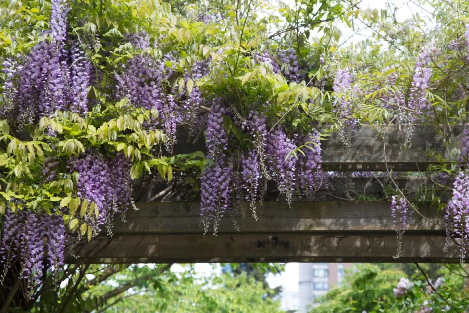 Afbeelding De beste weelderige wisteria’s: 9 adembenemende blauweregens